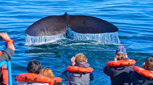 PATAGONIA AUSTRAL Y BOSQUES ANDINOS EN BUS 🚍