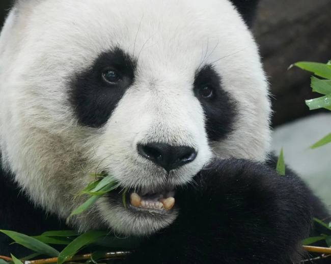 PAQUETE CHINA: ENCUENTRO CON LOS OSOS PANDA