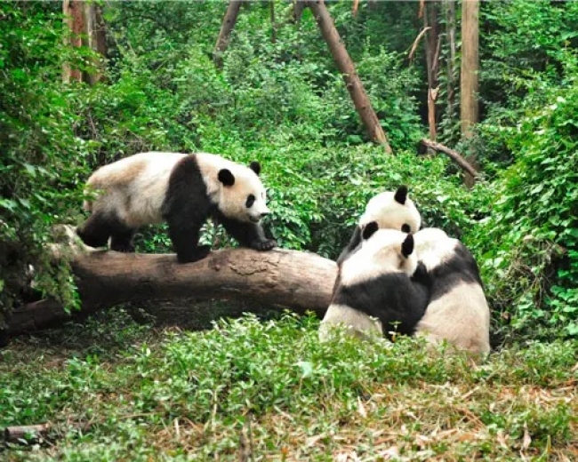 PAQUETE CHINA: ENCUENTRO CON LOS OSOS PANDA