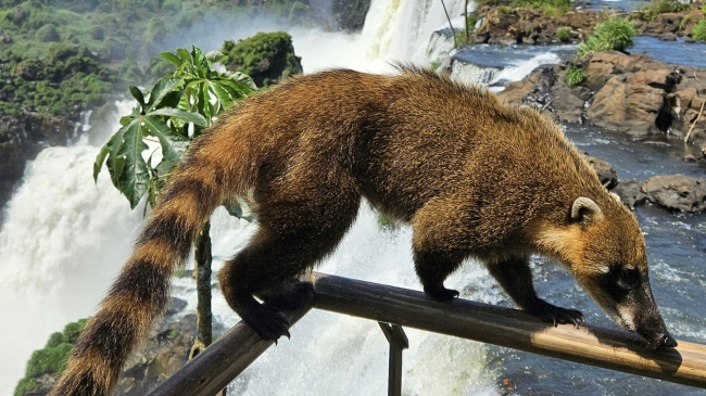 FOZ DO IGUAZU DELUXE  VACACIONES DE INVIERNO 