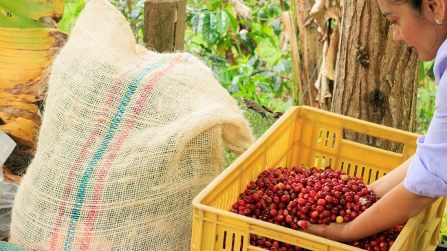 PAQUETE MEDELLIN, ZONA CAFETERA Y CARTAGENA