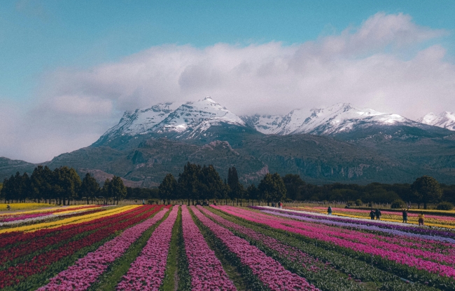 BARILOCHE Y CAMPO DE TULIPANES