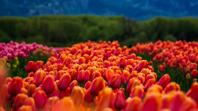 PATAGONIA AUSTRAL CON TULIPANES EN BUS 🚍