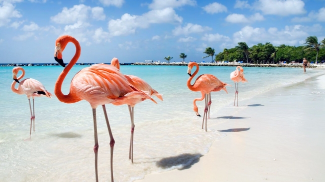 Paquete a Aruba - Verano 2027