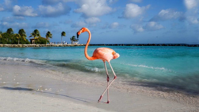 ARUBA