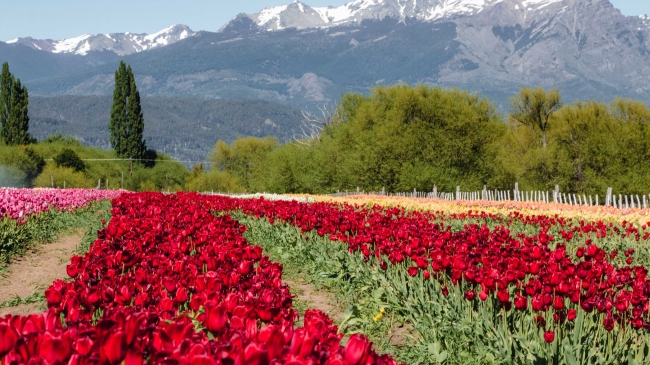 CAMPO DE TULIPANES