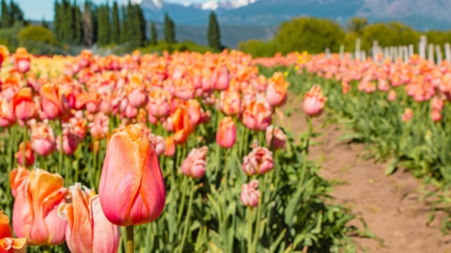 CAMPO DE TULIPANES