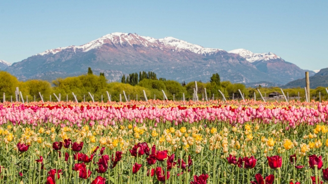 CAMPO DE TULIPANES