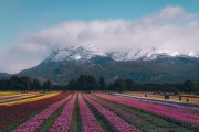 BARILOCHE Y CAMPO DE TULIPANES