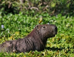 CORRIENTES: PAQUETE SAPUCAY DEL IBERA EN BUS 🚍