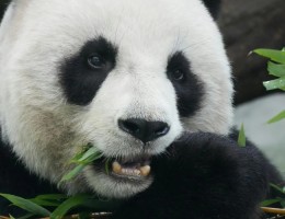 PAQUETE CHINA: ENCUENTRO CON LOS OSOS PANDA
