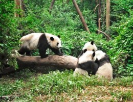 PAQUETE VIVI CHINA: CON PANDAS Y AVATAR