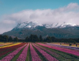BARILOCHE Y CAMPO DE TULIPANES