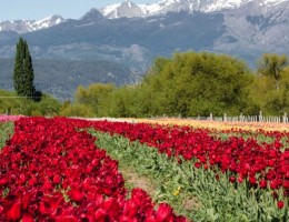 CAMPO DE TULIPANES