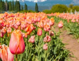 ESQUEL Y CAMPO DE TULIPANES EN BUS 